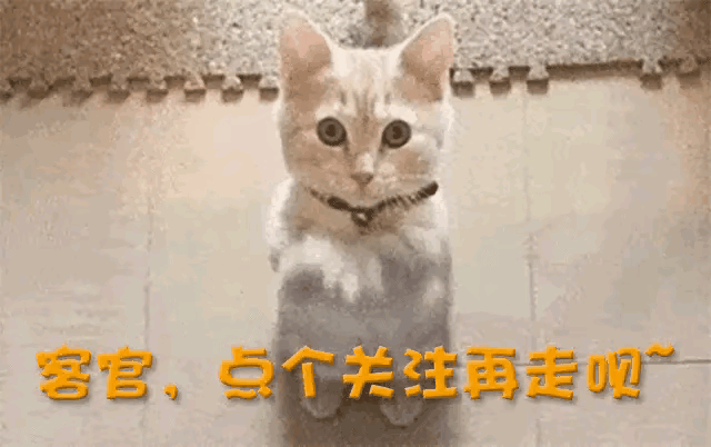 跨境直播电商_跨境直播_跨境直播带货平台有哪些