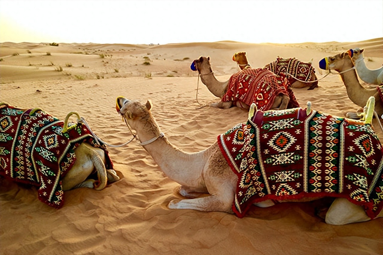 tiktok迪拜ip_迪拜tiktok直播带货专线-新闻-TIKTOK直播专线|TikTok直播线路,TikTok专线网络,TikTok专线,TikTok线路,Tiktok盒子,TikTok盒子,TikTok直播网络